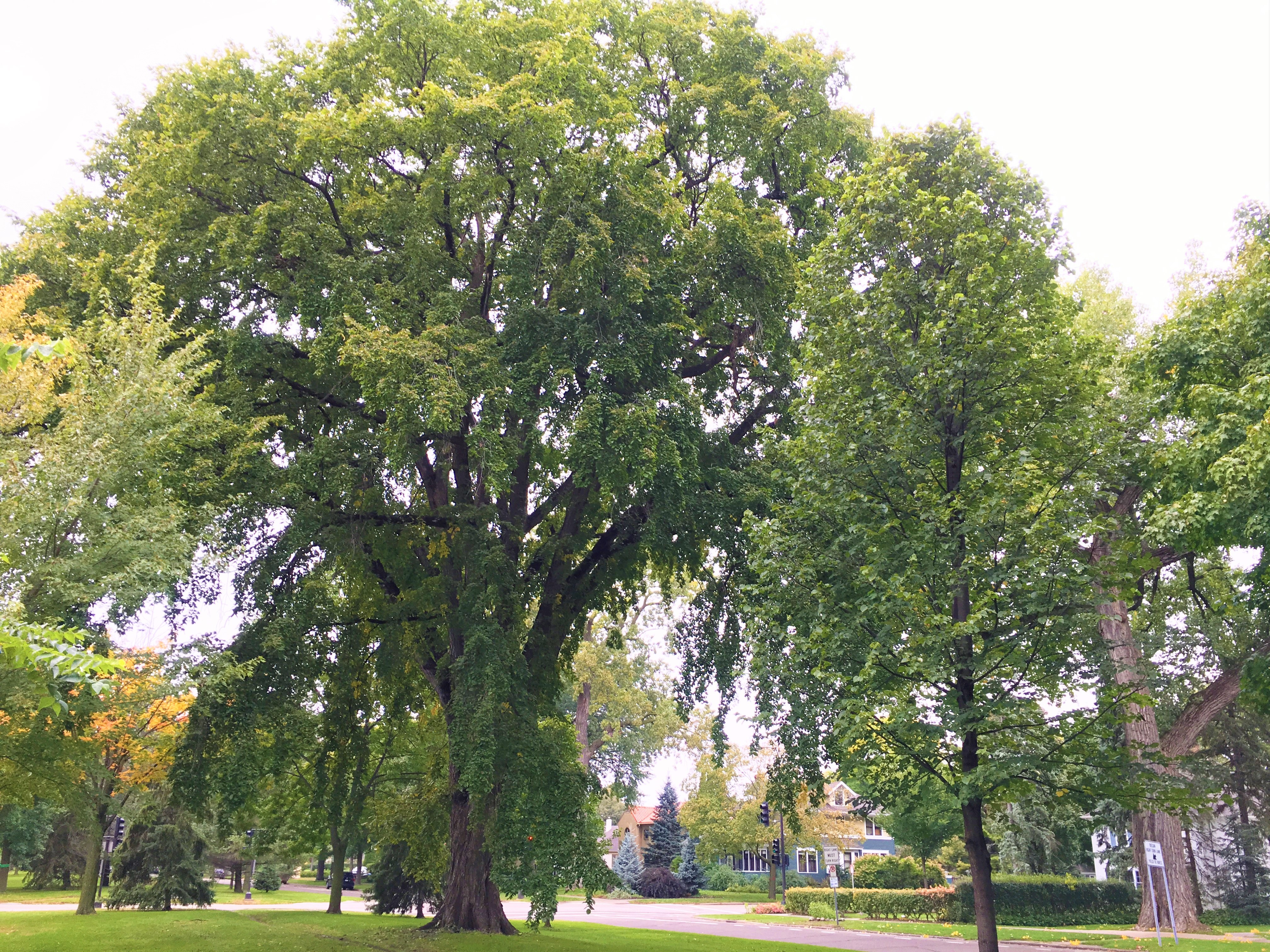 2014 Landmark Tree - American Elm