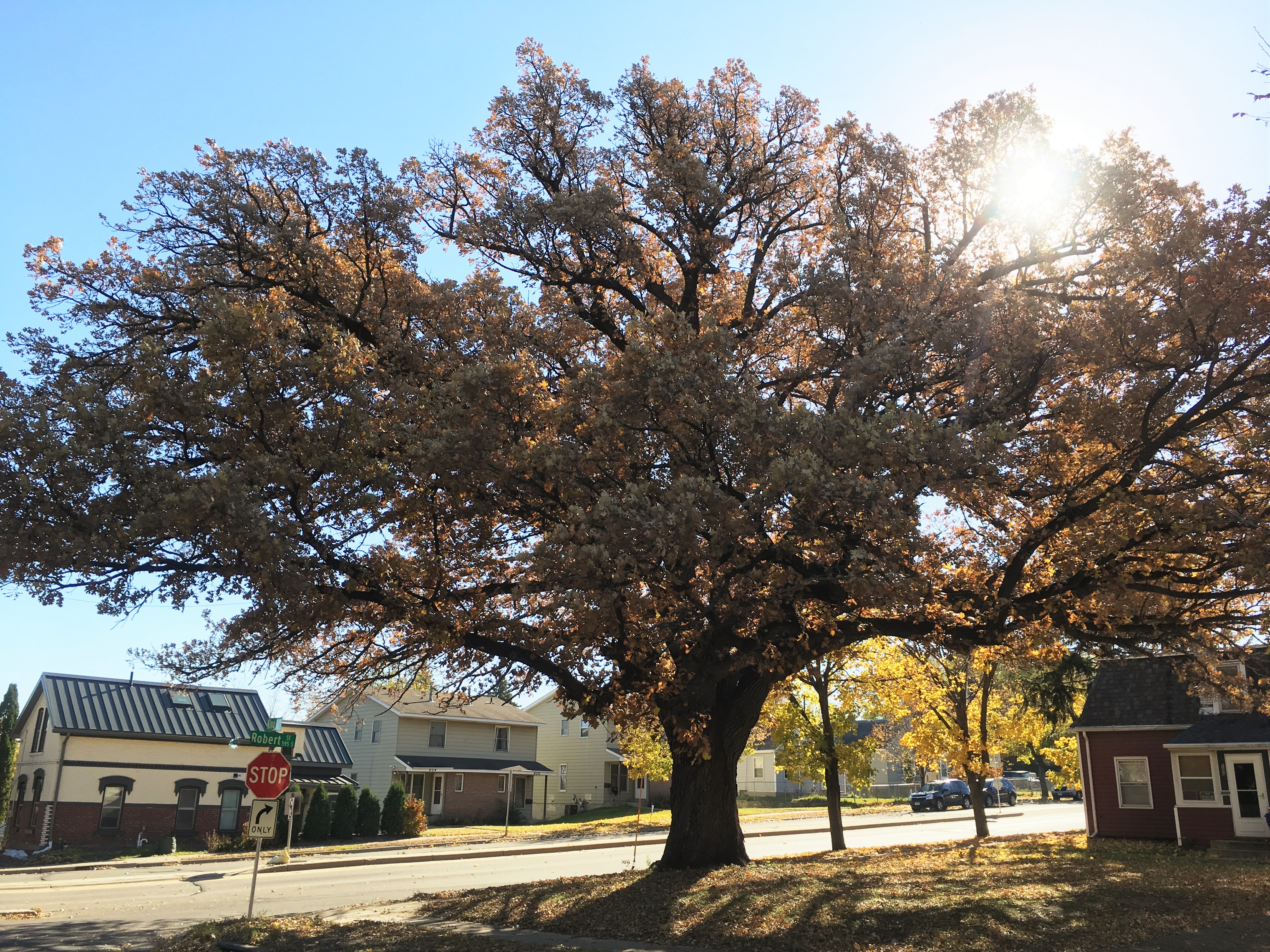 2015 Landmark Tree - Bur Oak
