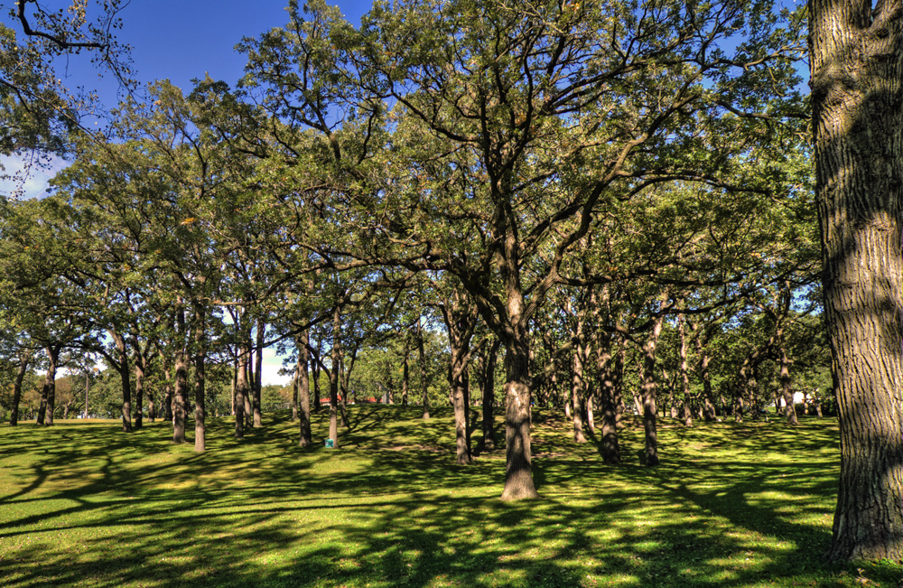 2010 Landmark Tree - Oak Grove