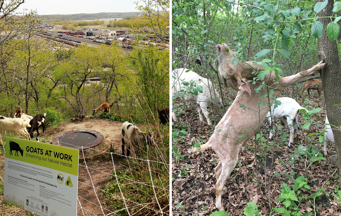 Goats Indian Mounds