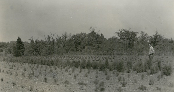 Como Park nursery