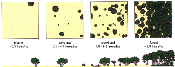 Tree Community Density Model