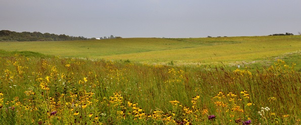 Tallgrass Prairie