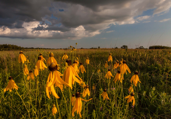 Shortgrass Prairie