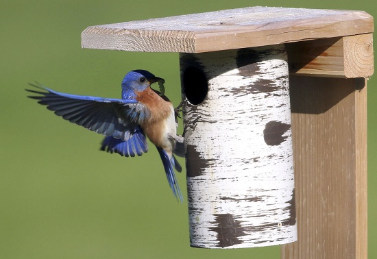 Eastern Bluebird