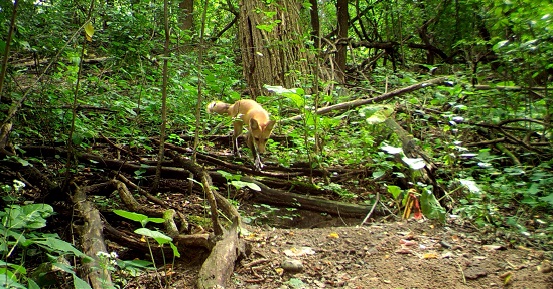 A red fox caught on a Saint Paul Natural Resources trail camera in the Classroom.