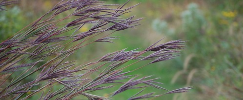 Big bluestem