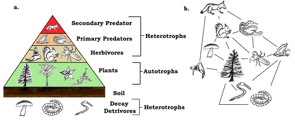 Examples of (a) a trophic pyramid and (b) an ecological food web.