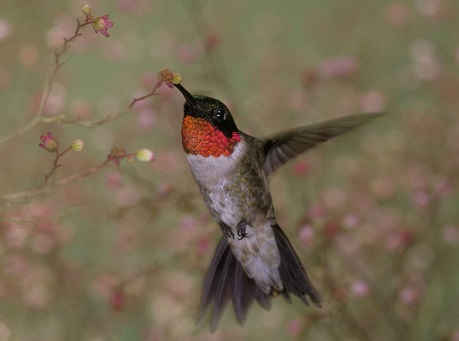 Ruby-Throated Hummingbird