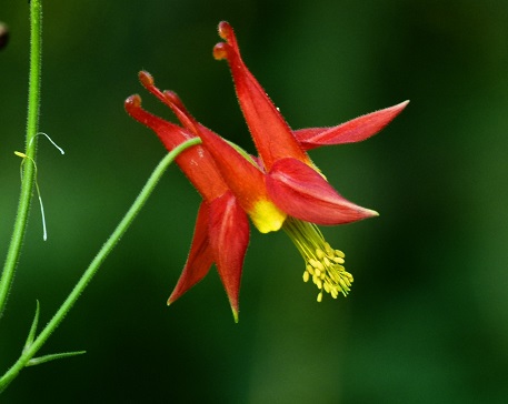 Eastern red columbine