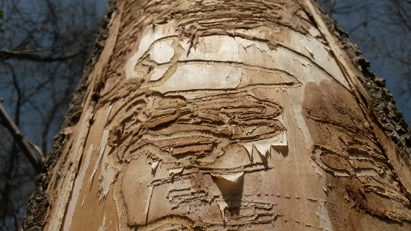 Emerald ash borer galleries found under the bark of a green ash tree.