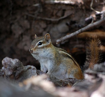 Chipmunk