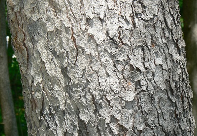 Mature Black Cherry bark