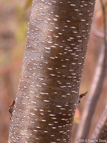 Young black cherry tree