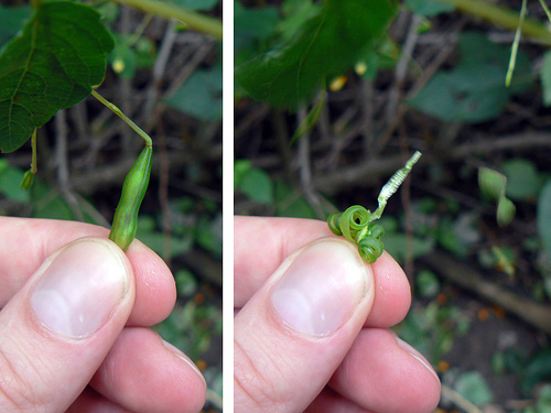 Jewelweed’s unique exploding seedpods spread their seeds near and far.