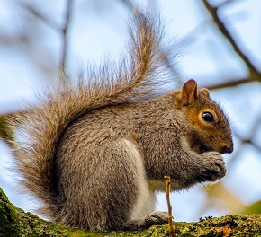 Grey Squirrel