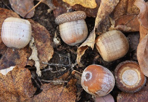 Red Oak Acorns