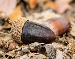 White Oak Acorn