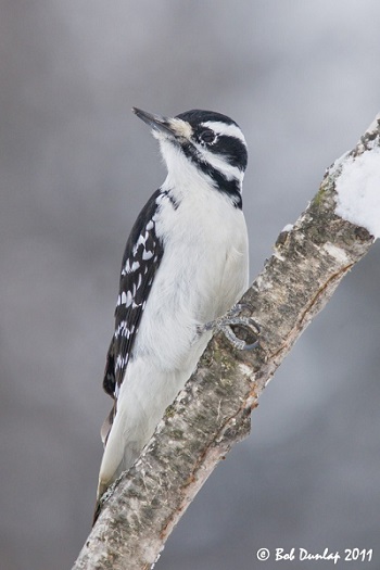 Hairy Woodpecker