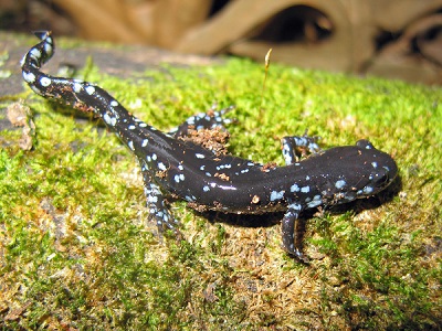 Blue-spotted salamander