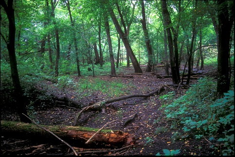 Terrace Forest