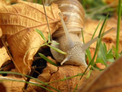 Land snail