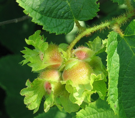 American Hazelnut