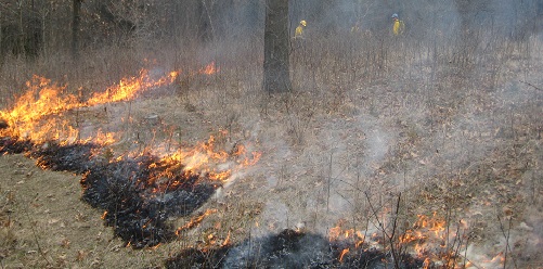 Prescribed Burn