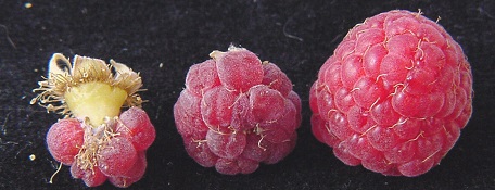 Self-pollinated (left, middle) and insect-pollinated (right) raspberries.