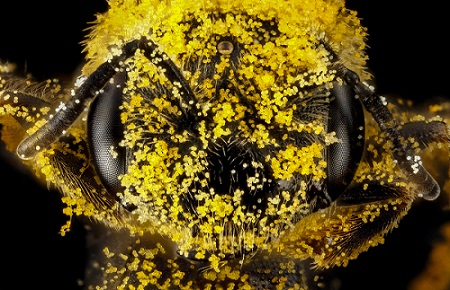 Close-up of bee head covered in pollen.