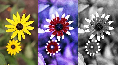 A black-eyed Susan photographed in visible light (left), ultraviolet light in color (center), and ultraviolet light in monochrome (right)