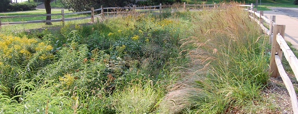 Rain gardens provide a valuable service to the residents of Saint Paul by cleaning polluted stormwater that would otherwise go into the lakes and rivers.