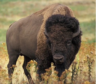 Bison were once common on tallgrass prairie, but now only exist in managed herds due to over-hunting and loss of prairie habitat.