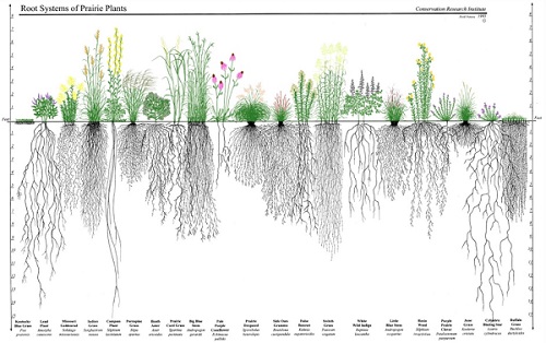Prairie root systems compared to turfgrass (far left).