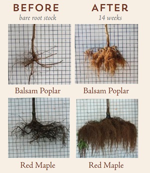 Compare the roots of a balsam poplar and red maple before and after growing in a gravel bed. Transplantation after growing in a gravel bed is less stressful for plants.