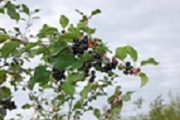 Invasive common buckthorn