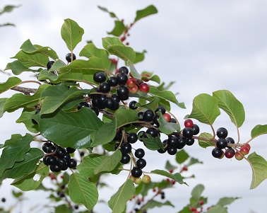 In the early 1900s, invasive buckthorn was included in the stock at Como Park nursery.