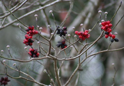 Birds fed on berries, nuts and seeds in the bird sanctuary.