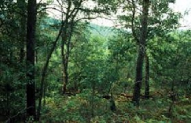 Pine-oak woodland