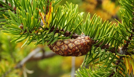 See if you can identify a jack pine tree by its needles and cones. Needles come in bundles of two and are short, 3/4 to 1-1/2 inches long. Cones are 1-1/2 inches long and curved.