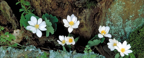 Bloodroot (Sanguinaria canadensis), a spring ephemeral that captures energy from the sun in early spring.
