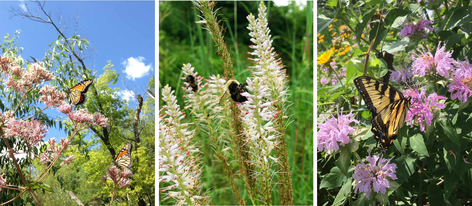 Raingarden Pollinators