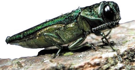 Picture of an emerald ash borer