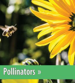 Pollinator Picture