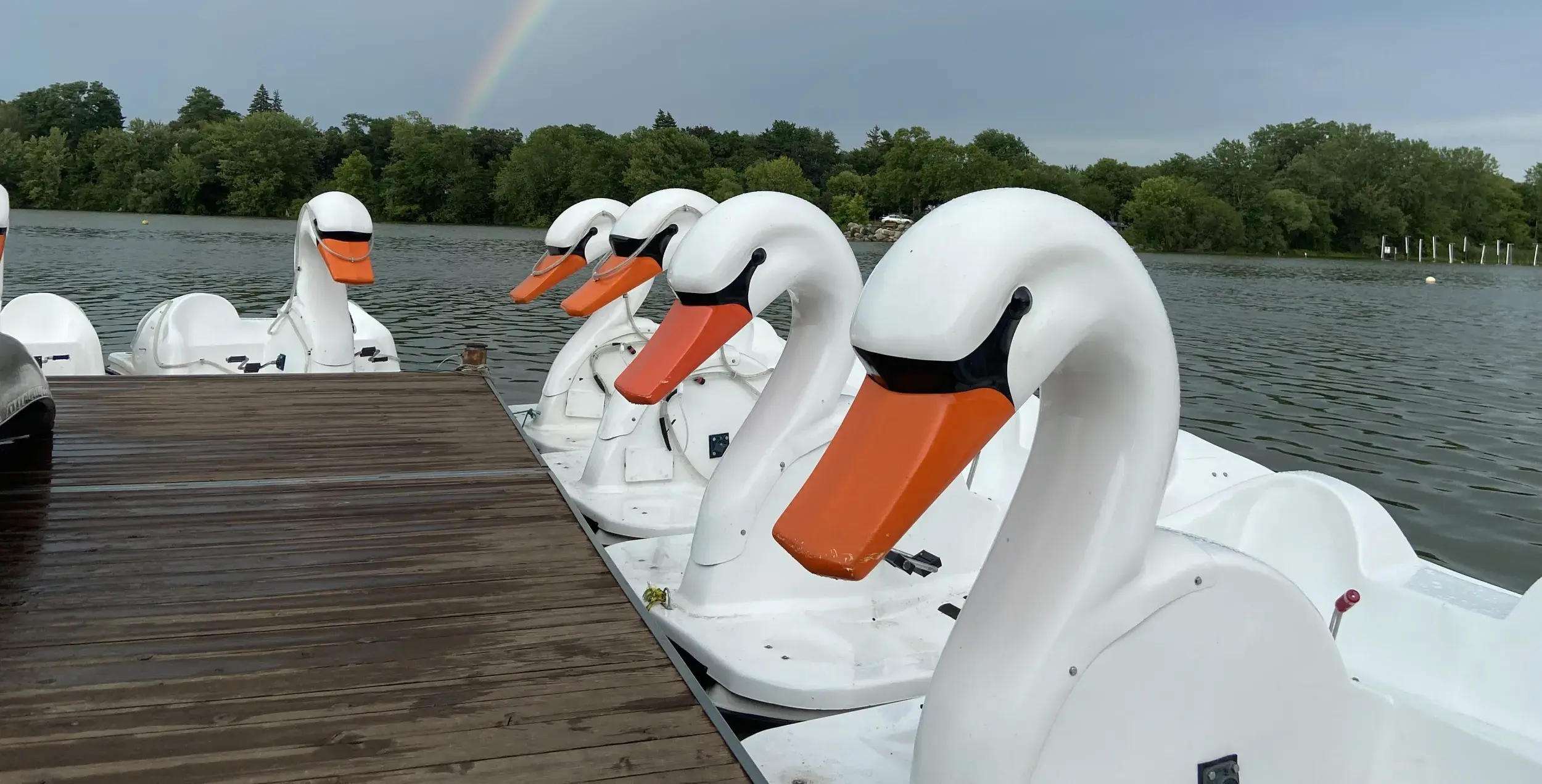 Pedal boats shaped like swans tied up along a dock on a lake on a sunny day.