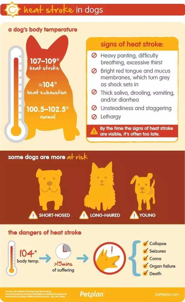 Infographic showing threat of heat inside a car to pets