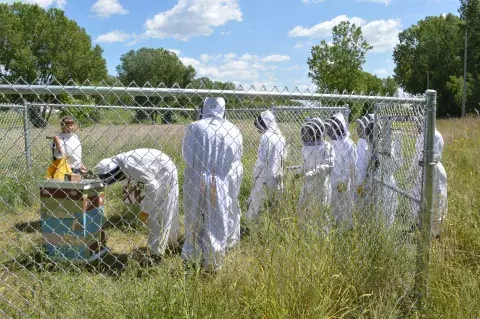 People in white bee suits surround a honeybee hive inside a chain-link fence