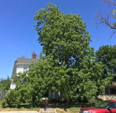 Ohio Buckeye