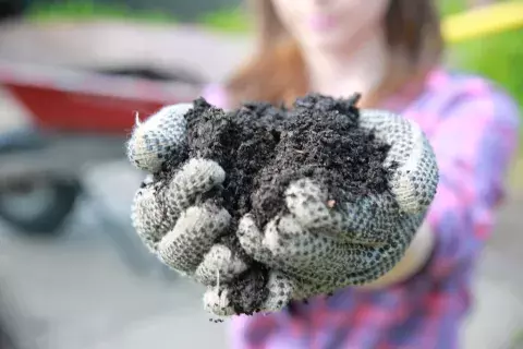Close up of gloved hands holding compost. 