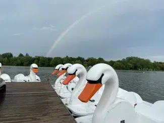 A row of pedal boats shaped like swans tied up along a dock on Como Lake. There's a rainbow in the sky.